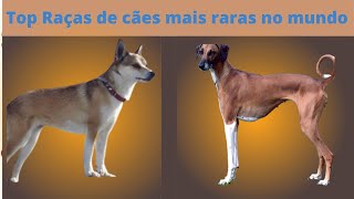 top raças raças de cachorros do mundo