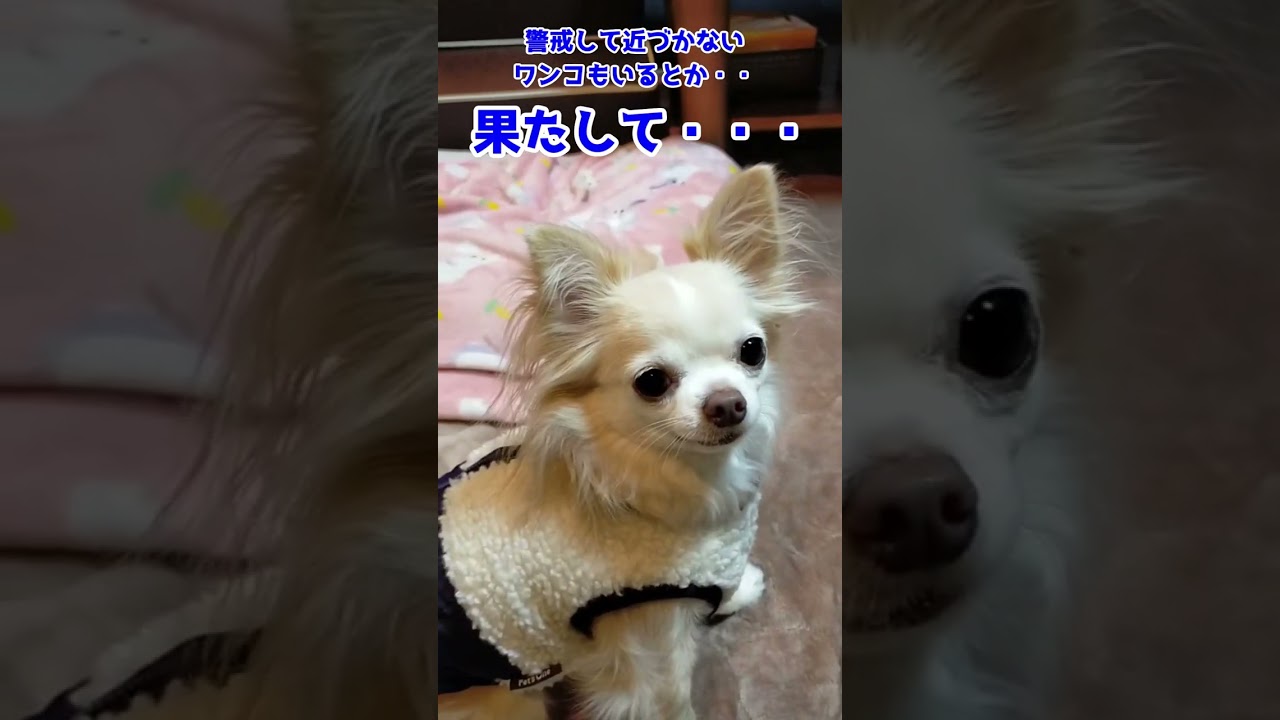 【買ってみた】犬用階段