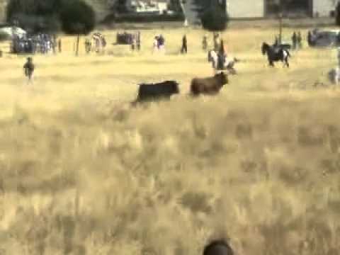 Resumen Fiestas patronales 2007