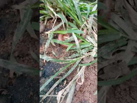 Horror! Red millipede #shorst #youtubeshorts