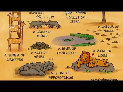 Collective Nouns - drawing replay