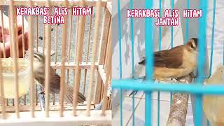 Download lagu Perbedaan Jantan dan Betina Burung Kerakbasi Alis Hitam 'Black Browed Reed Warbler' mp3