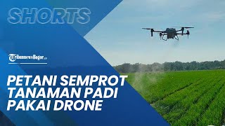 Warga Semprot Pupuk atau Pestisida Tanaman Padi di Sawah Menggunakan Drone, Jadi Lebih Mudah