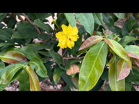 Tạo nụ mai vàng tháng 8 âm lịch, chăm mai vàng đi tượt khoẻ, nhanh lớn, mập cốt.