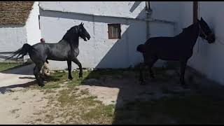 accoppiamento cavalli murgesi