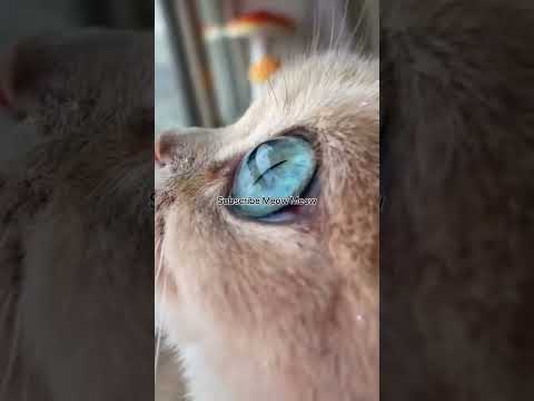 What eye color your Meow has? #MeowMeow #viral #trending #cats #nature