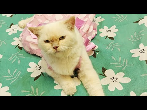 Opening a new toy 🪀🧸 for my cat Zoya 😍🐈She loves it ❤️#catvideo #viralvideo #zoyatheprincesscat #toy