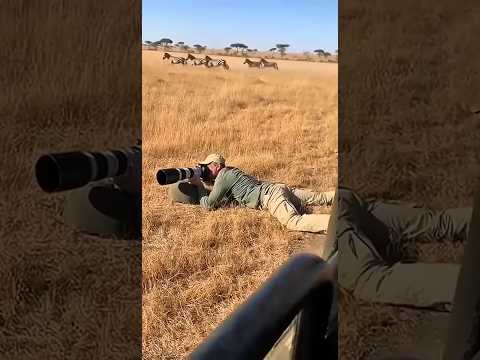 How Big Cats Approach Prey Silently | AI Visualization