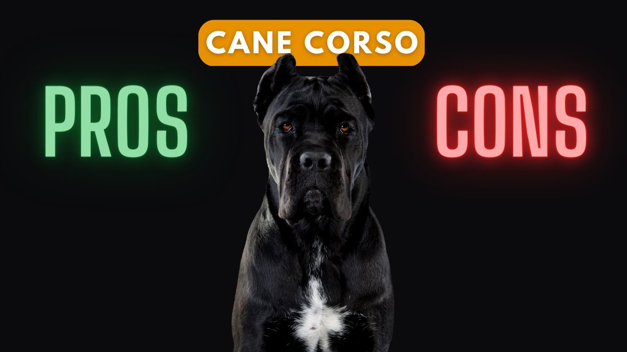 Cane Corso: Should You Get One?