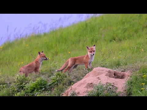 Cluj Wildlife in Spring – Fox Cubs & Bee-Eaters