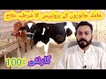 Desi Treatment For Prolapse Awance Pecha In Dairy Cows And Buffaloes By Dr Shahid