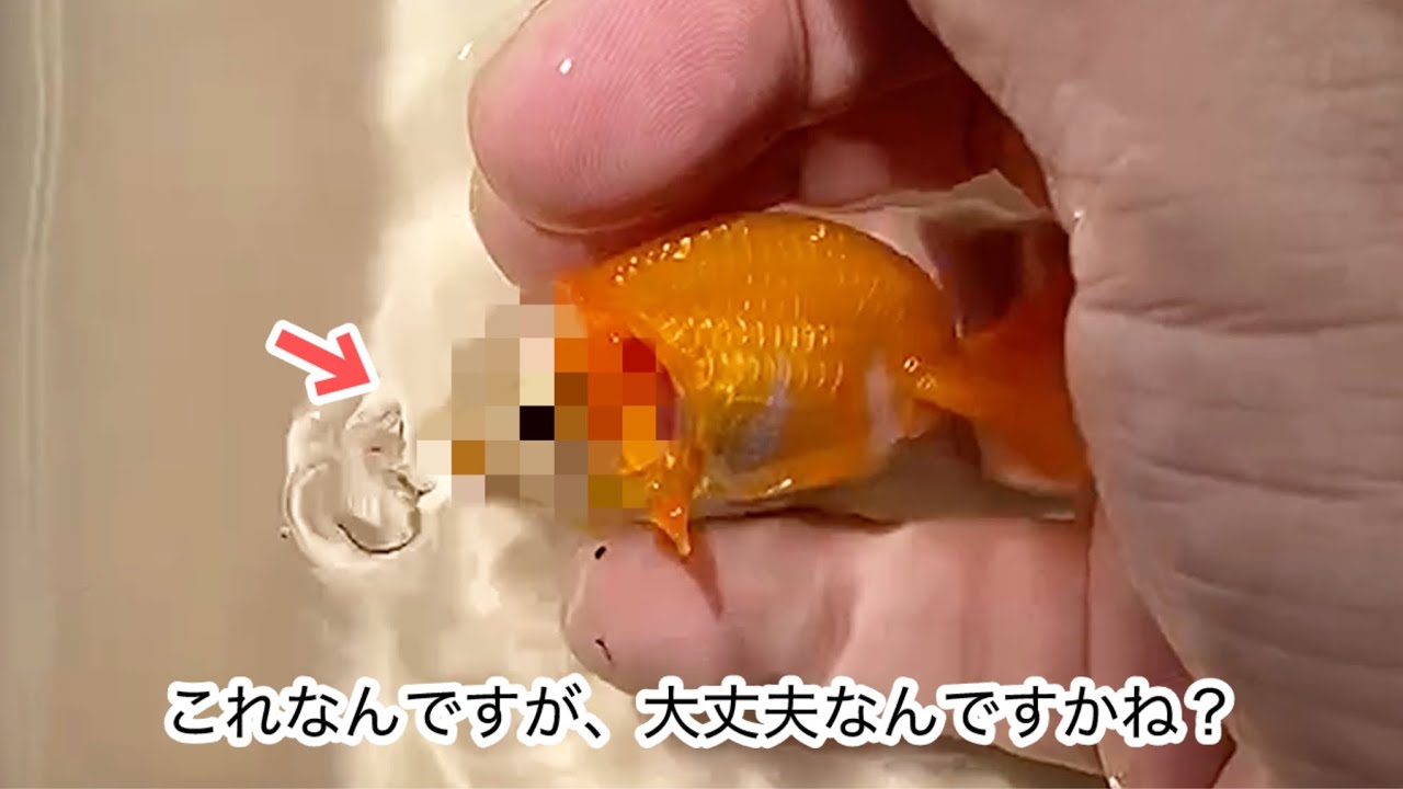 昨年川で捕まえた金魚の顔が、おかしな事になってきてるんですが･･･。