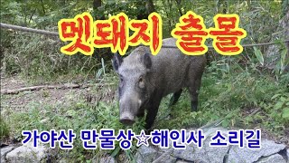 가야산 만물상코스 해인사 소리길 멧돼지 출몰 현장을 다녀왔습니다