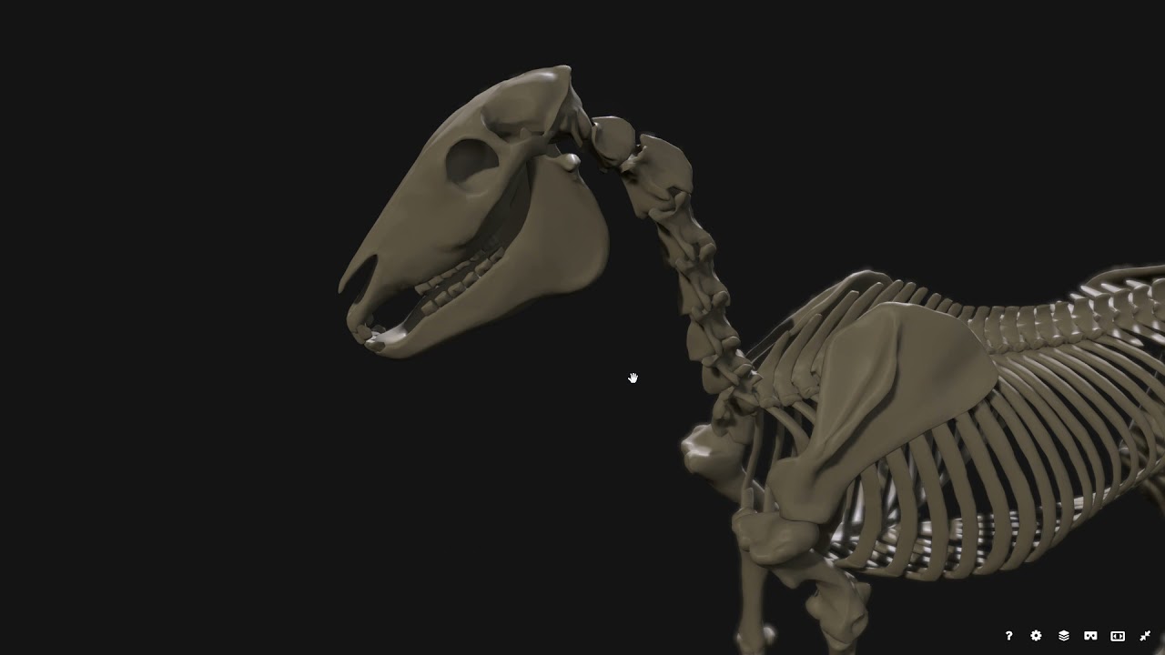 Huesos Articulaciones, esqueleto axial(equino) Francisco Gallego