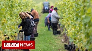 UK Immigration: No visas for low-skilled workers government says - BBC
