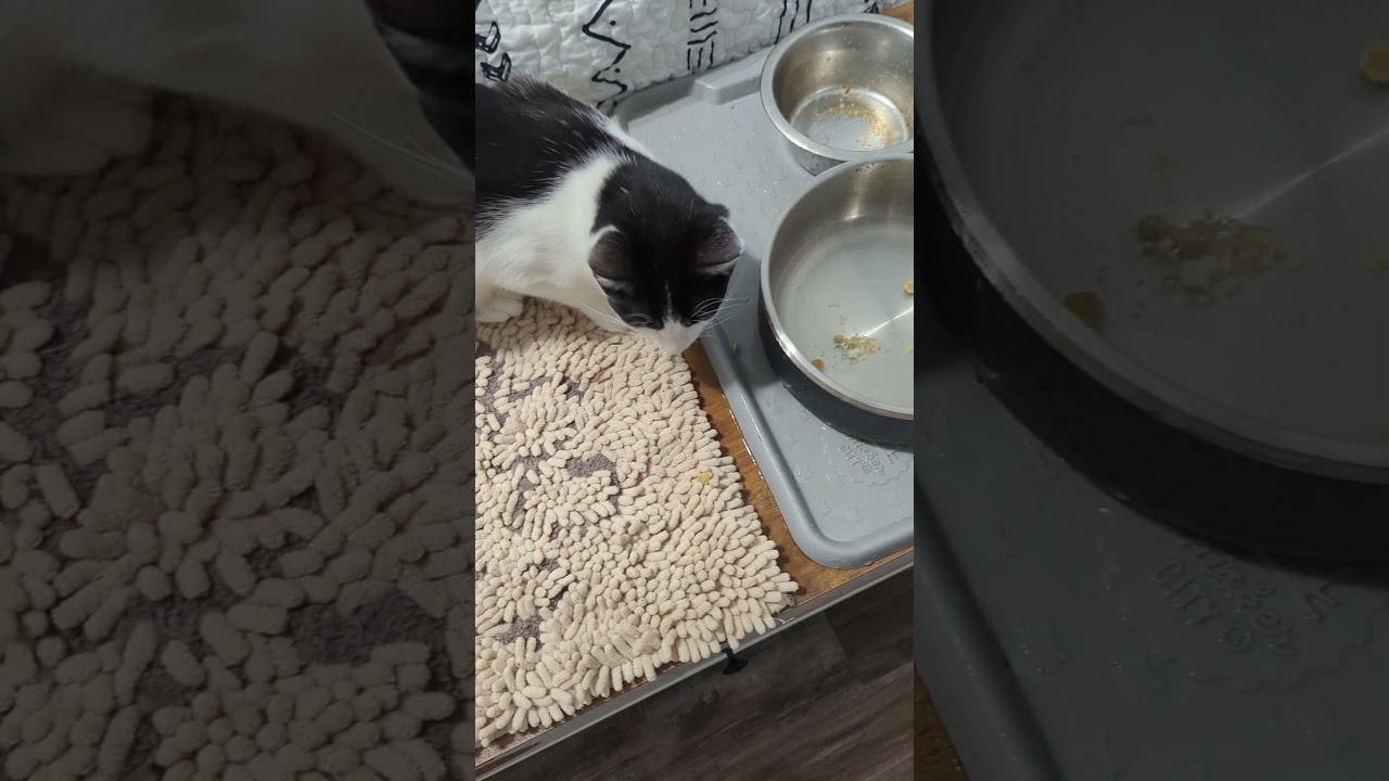 Enlarge Freckle, a Adoptable Domestic Short Hair in Beaufort, SC video 4/6