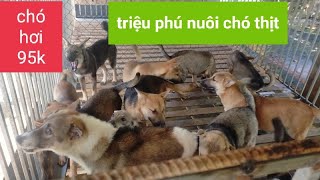 Top 10 mô hình chăn nuôi “hái ra tiền” tại Việt Nam
