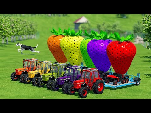 LOAD AND TRANSPORT GIANT STRAWBERRIES WITH POLICE FIAT TRACTORS - Farming Simulator 22