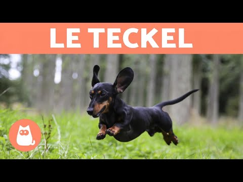 Le Teckel - caractéristiques, comportement et soins