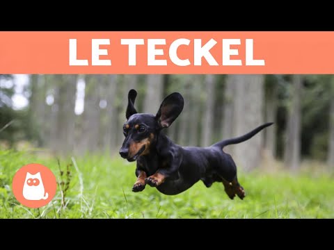 download lagu mp3 mp4 Teckel Nain, download lagu Teckel Nain gratis, unduh video klip Teckel Nain