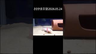 ささかま日誌2026.05.24 #ウーパールーパー