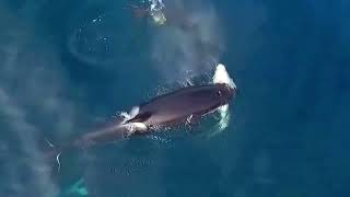 ORCA — The Super Predator That Kills Whales and Dolphins! Orca vs Blue Whale!