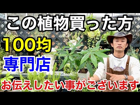 パキラフラワーの作り方・置き場所・スプレーの仕方