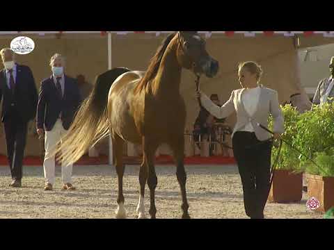 N 53 JAWHARA AL JABRIYEH   Bahrain National Day 2020   Fillies 3 Years Old Class 3