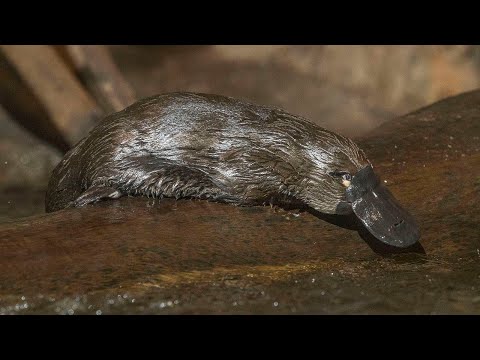 60 Seconds of Cute - Platypus
