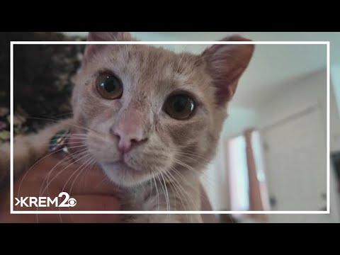 Kitten makes full recovery after Rowena fire in Oregon