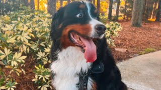 Chunky Bernese Mountain Dog Gets ￼  ￼￼ Exercise- update on Benny