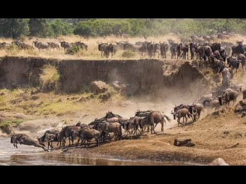Wildebeest Migration SAfari Experience