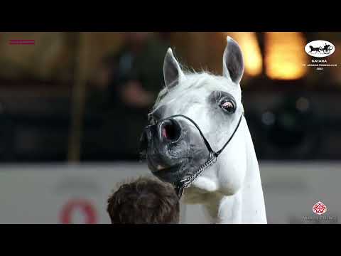 N 206 HEJAAZI AL RAYYAN   Katara Int  Arabian Peninsula Horse Show 2022   Stallions 4 to 6 Years Old