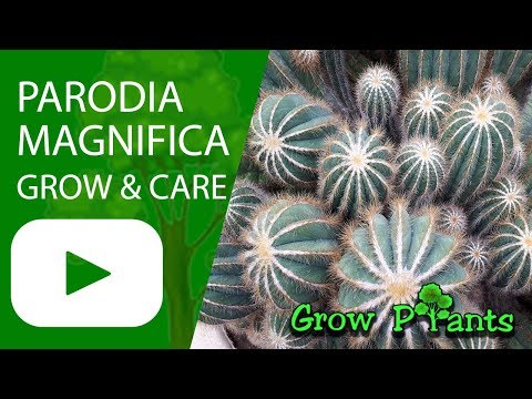 , title : 'Parodia magnifica - grow & care (Ball cactus)'