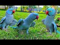 Blue Ringneck Parrot Videos Compilation