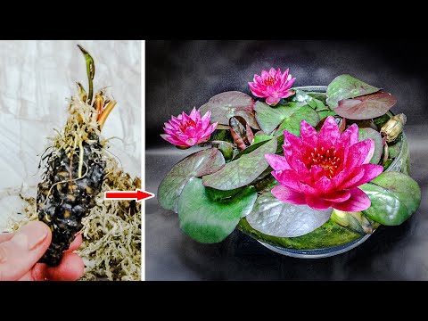 , title : 'WATER LILY Plant Growing Time Lapse - Bulb To Flower (63 Days)'