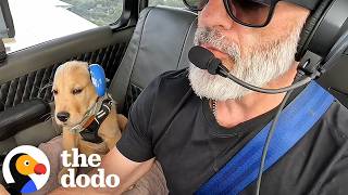 Puppy Flies First Class With His Pilot Dad | The Dodo