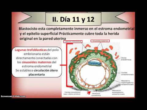 capítulo 4 Segunda semana del desarrollo:el disco germinativo bilaminar