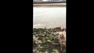 preview picture of video 'Fleetwood run Tuesday walk Harry gets excited with the water covers poulton/Fleetwood'