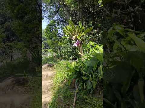 chelo del norte la dama de hierro en Santana boyaca