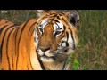 ТОП 7фактов о тиграх 