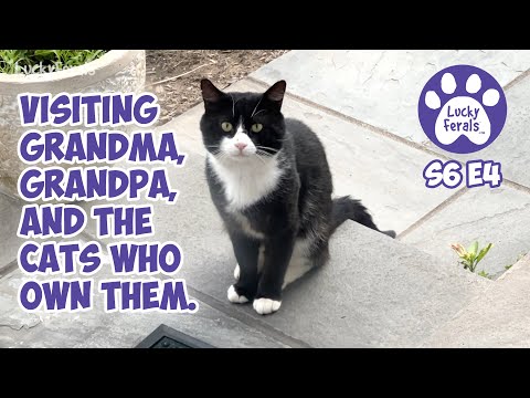 Visiting Grandma, Grandpa, and The Cats Who Own Them S6 E4 Cat Videos Grandma Feral Lucky Ferals