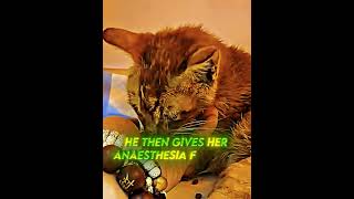 Kind Man Did This To Injured Cat😭