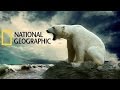 National Geographic Wild America Yellowstone Scavengers National Geographic