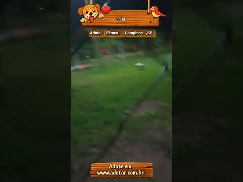 Vídeo de Mel