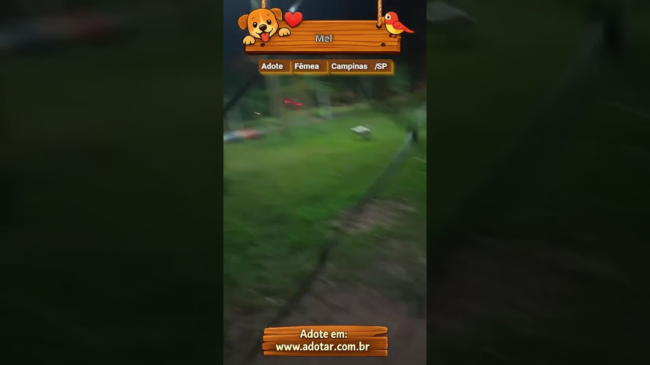 Cachorro raça SRD-ViraLata idade 1 ano nome Mel