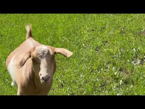 A Course in Miracles with Female Words Day 236 (August 24th)