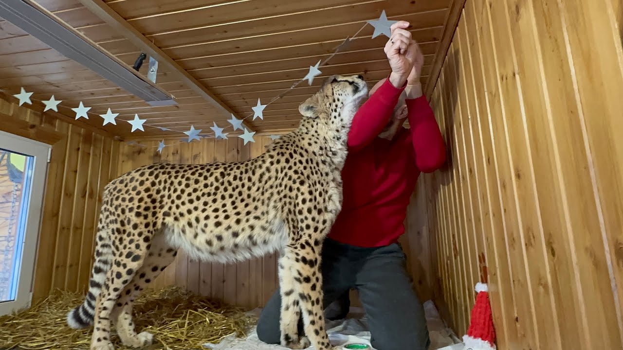 Герда была рада провести время с Сашей😍 Украсили домик Герды к новому году