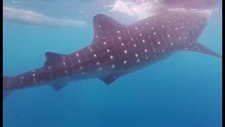 Big wave with the whale 😍