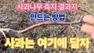 사과나무 측지 결과지 만드는 방법/사과는 여기에 달아야 좋은사과 맛있는 사과가 된다